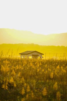 Susukino field and sun and houses. Shooting Location: Miyagi Prefecture Yamamoto-cho
