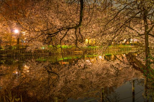 Night cherry blossoms of Inos head dwelling Park. Shooting Location: Tokyo Musashino City
