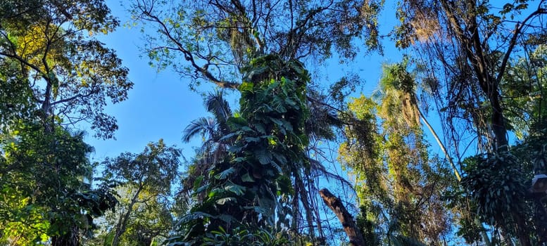 tropical tree with green leaves in forest in the interior of Brazil