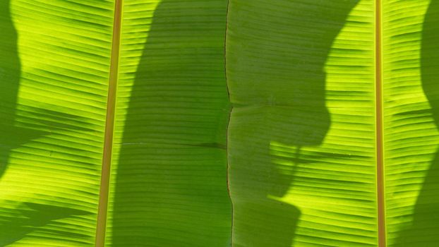 A background of two green leaves of a banana tree, a background and a tecture. High quality photo