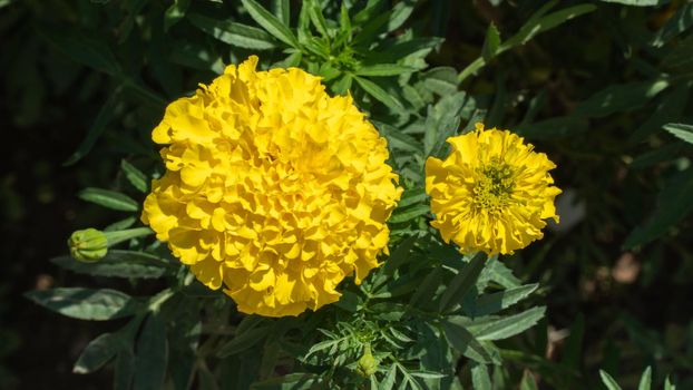 Yellow flower buds, marigolds in the flower bed, floral background. High quality photo