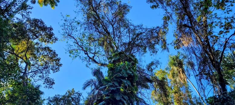 tropical tree with green leaves in forest in the interior of Brazil