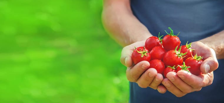 A man is holding homemade tomatoes in his hands. selective focus. summer.