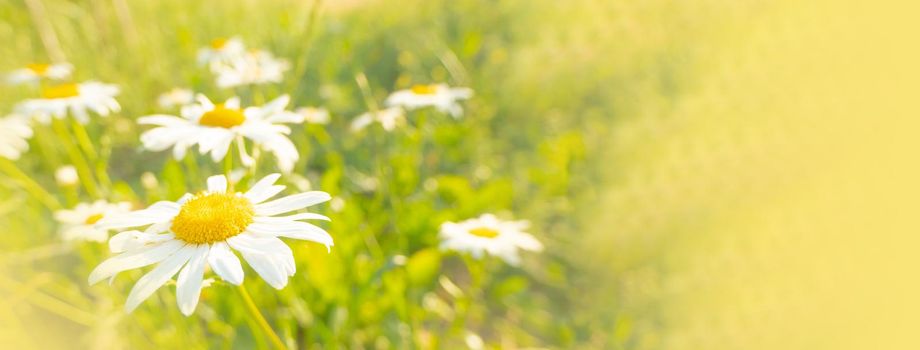 Chamomile background among nature flowers Beautiful scene of nature with chamomile in full bloom, chamomile, spring. Summer banner with Copy space. High quality photo