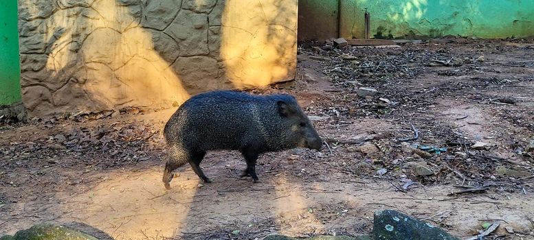 Brazilian wild pig known as peccary, in a zoo in the interior of Brazil