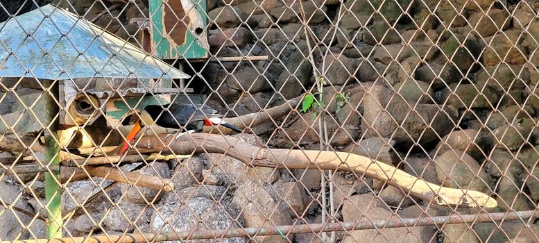 Brazilian blue-and-yellow macaw in zookeeper in Brazil