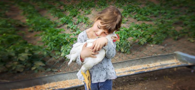 Bio chickens on a home farm a children.