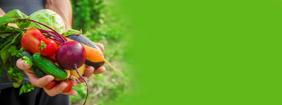 homemade vegetables in the hands of men. harvest. selective focus. summer.