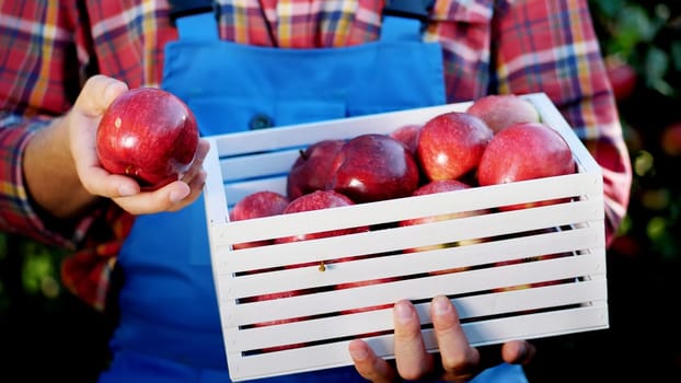 male hands holding a wooden box with freshly harvested ripe organic apples in sunshine light, on farm in orchard, on a sunny autumn day . Agriculture and gardening concept. Healthy nutrition. High quality photo