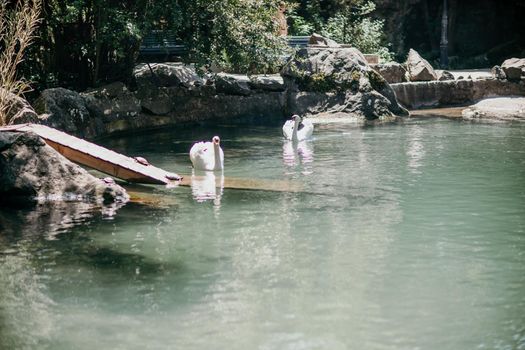 swan on blue lake water in sunny day, swans on pond, nature series