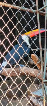 Brazilian toucan in keeper in the interior of Brazil in zoo