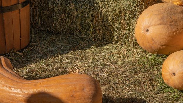 Pumpkin in the hay, autumn time, background with space for text. High quality photo