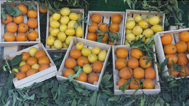 Oranges and lemons in wooden boxes under the net, citrus harvest. High quality photo
