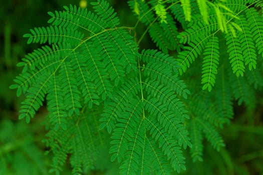 Tropical green leaves fresh blur background