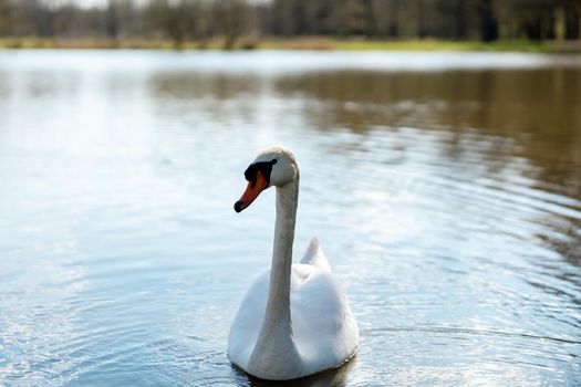 White swan in the wild. A beautiful swan swimming in the lake. Blue water, sunny weather, beauty of the nature. Cygnus olor. Close-up view