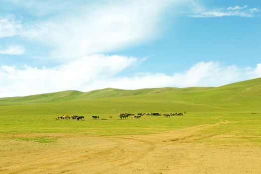 Herd of horses in the pasture in the steppe.