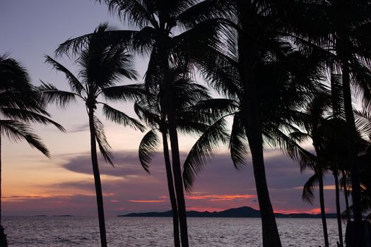 Palm tree silhouette on sea sunset pink background