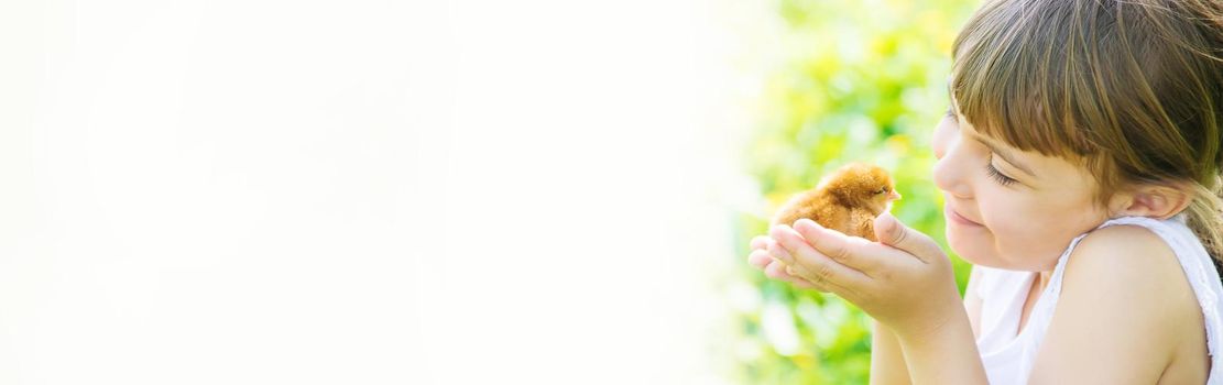 The child holds a chicken in his hands. Selective focus. nature.