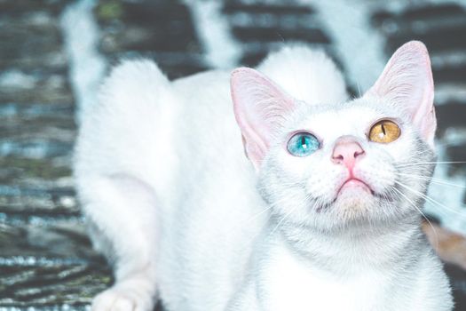 White cat with different color eyes. kitten with blue and green eye