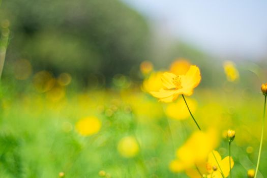 Yellow cosmos flowers with nature landscape background. cosmos flower close up view