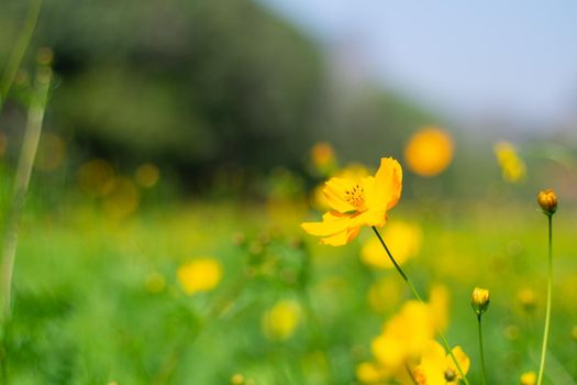 Yellow cosmos flowers with nature landscape background. cosmos flower close up view