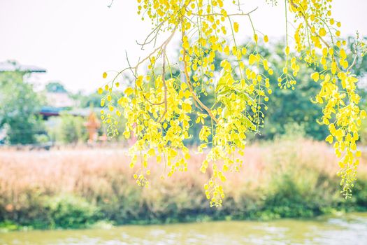 Yellow flowers in bloom. Beautiful bouquet with tropical flowers and plants on white background. Yellow wisteria.