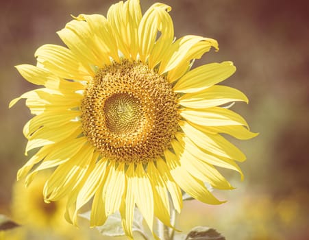 Shiny yellow sunflower on a sunny day stand against graden background. Summer natural background. Selective focus.