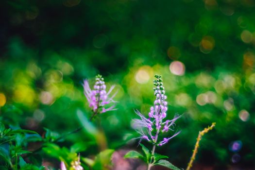 Close up violet lavender purple flower in morning sunlight nature background