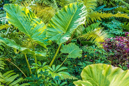Green nature of Fern and trees in tropical garden nature background