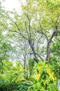 Green nature of Fern and trees in tropical garden nture background.