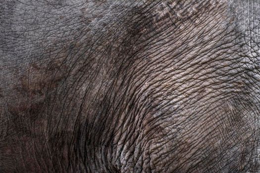 The texture of the skin of an African elephant close-up. Elephant skin, wrinkles and irregularities of an adult elephant