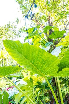 Green nature of Fern and trees in tropical garden nature background