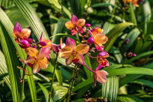 Flower on Green nature of Fern and trees in tropical garden