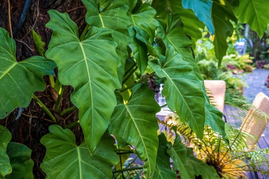 Green nature of leaf and trees in tropical garden nature background.