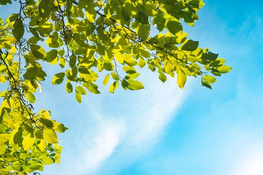 green young leaves and sun on blue sky. fresh foliage and blue sky, ideal as a nature background with bright vibrant colors