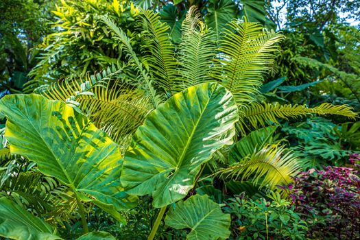 Green nature of Fern and trees in tropical garden nature background