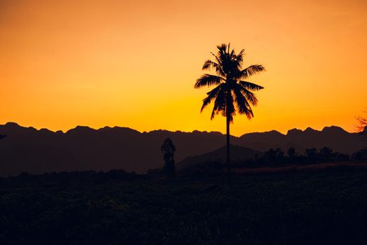 Palm tree silhouette background. California sunset landscape. Tropical forest and mountains. Sunset orange sky. Nature panorama.