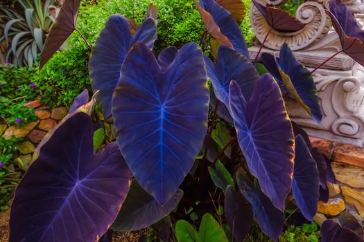 Colocasia Black Magic.  Black Elephant Ear Plant  Plant black elephant ear plant or taro. Colocasia esculenta Black Magic