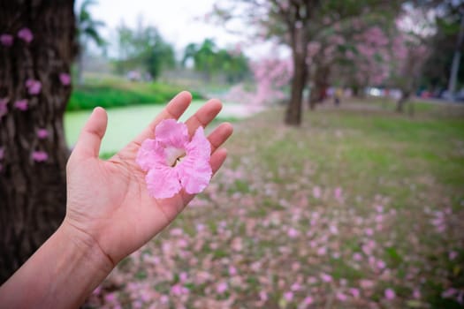 Little pink flower blooming in a woman hand nature concept bakground