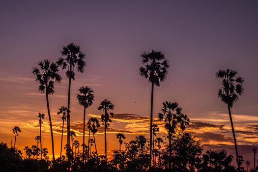 Palm tree silhouette background. California sunset landscape. Tropical forest and mountains. Sunset orange sky. Nature panorama.