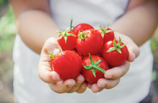 child collects a harvest of homemade tomatoes. selective focus. nature.