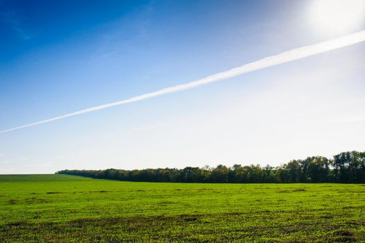 Green Field of wheat, blue sky and sun, white clouds. wonderland