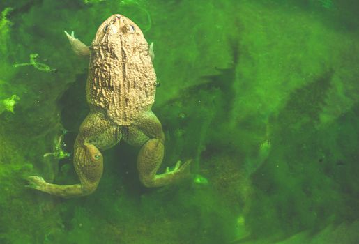a male toad in water pond on the leaf, animal wildlife.