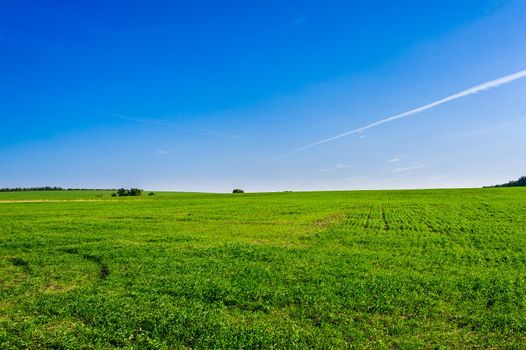 Green Field of wheat, blue sky and sun, white clouds. wonderland