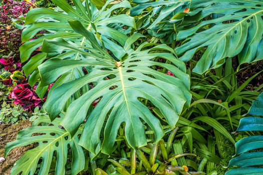 Green nature of Fern and trees in tropical garden nture background.