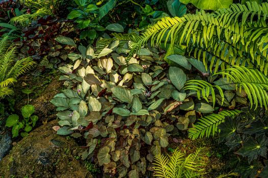 Green nature of Fern and trees in tropical garden