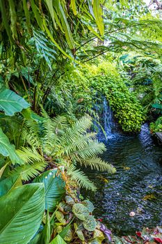 Green nature of Fern and trees in tropical garden nture background.