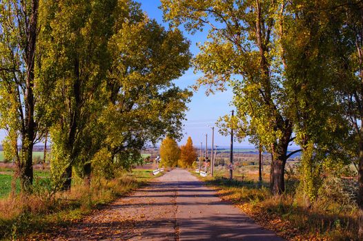 Rural road on an autumn day. Autumn road through a rural field landscape