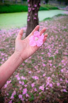 Little pink flower blooming in a woman hand nature concept bakground