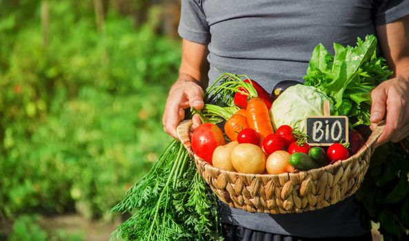 homemade vegetables in the hands of men. harvest. selective focus. summer.